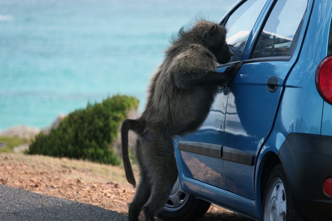 Baboons are impressive monkeys: the males weigh an average of 37 kg!